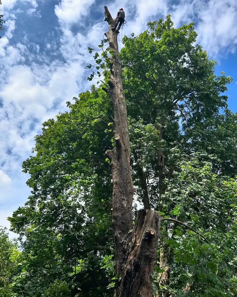 Tree surgeon dismantling a tall stem in sections to make the site safe.
