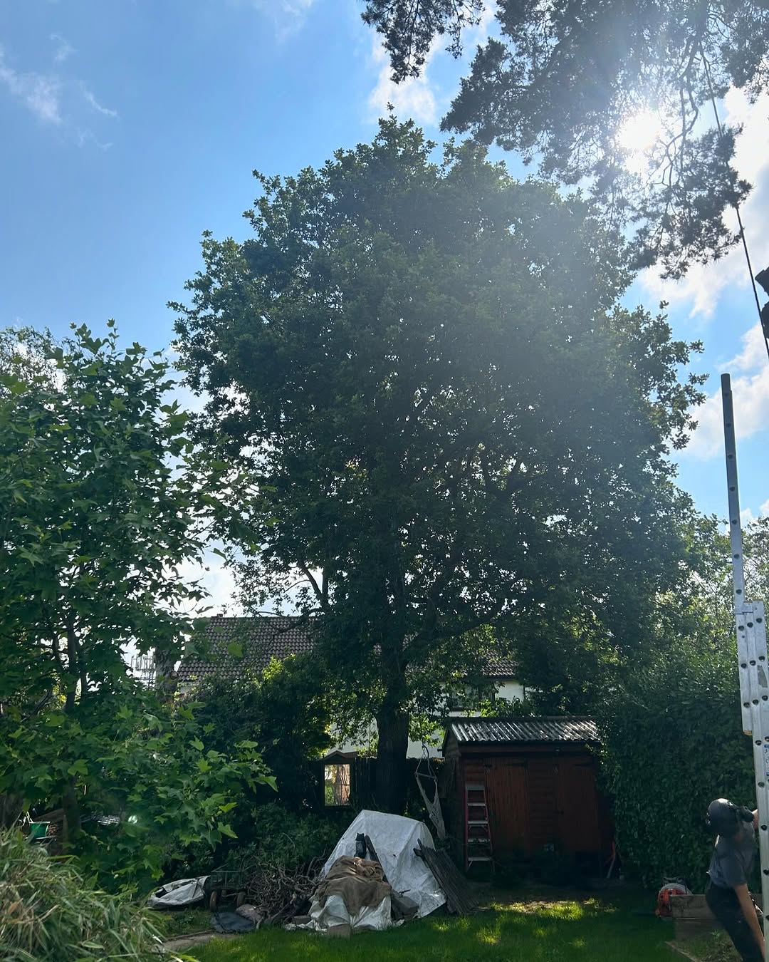 Specialist Deadwood Removal specialists in Petworth