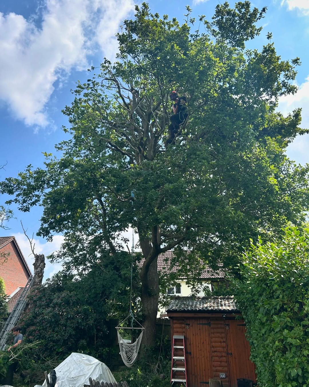 Estate Woodland Renovation specialists in Epsom