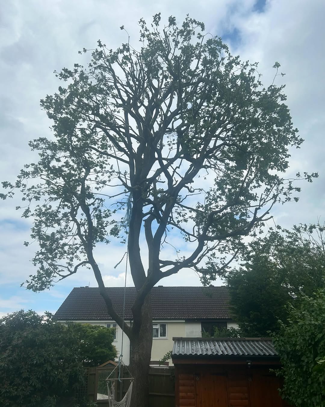 Hedge Trimming & Screening Restoration specialists in Burgess Hill