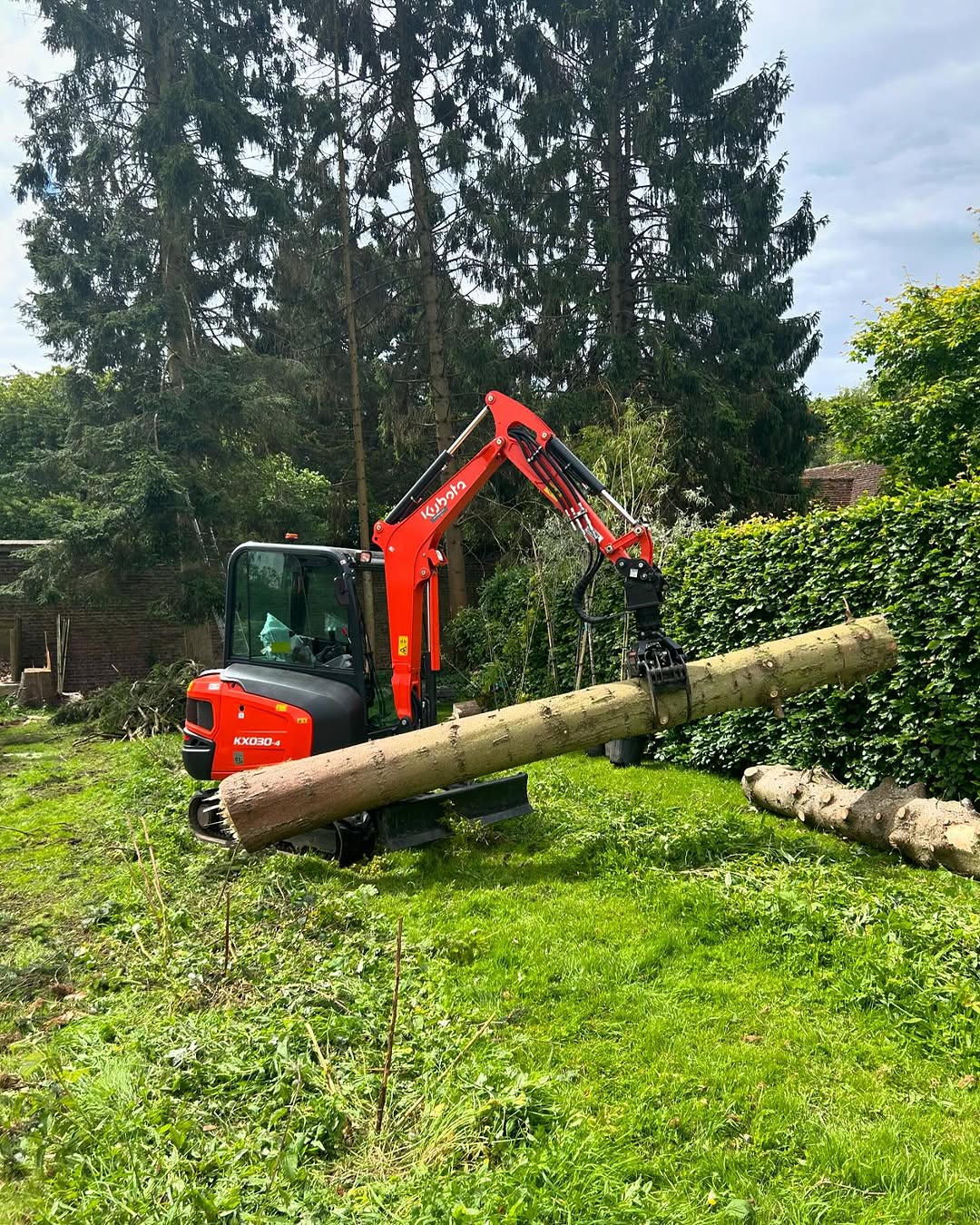 Hedge Trimming & Screening Restoration specialists in Brighton