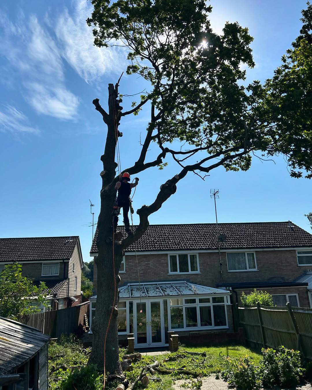 Mechanical Stump Grinding & Eradication specialists in Oxted