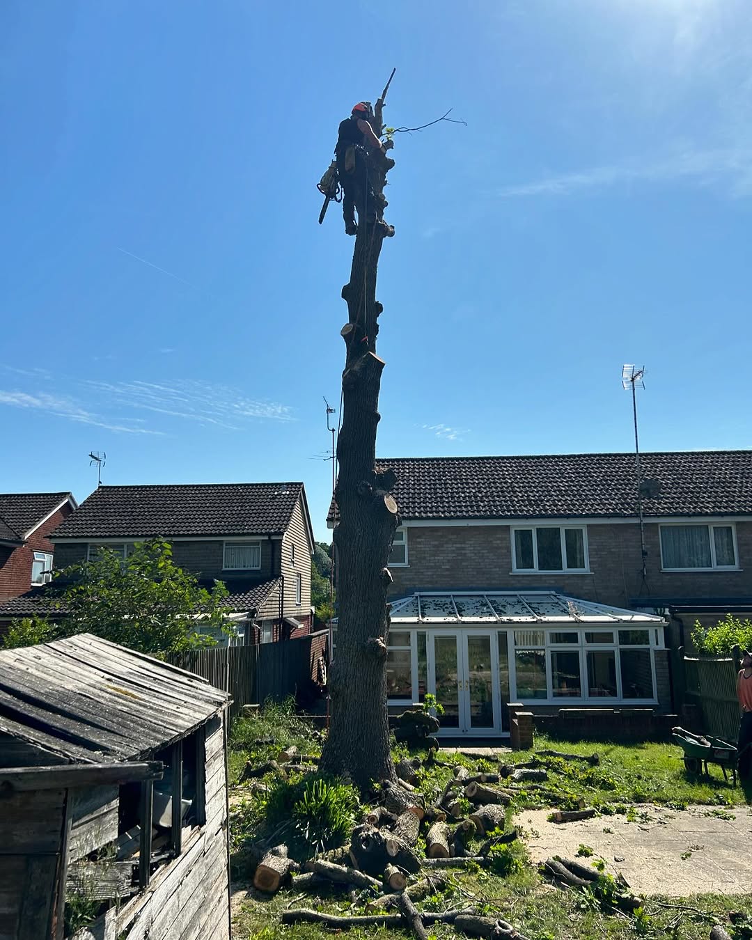 Crown Reshaping & Elite Pruning specialists in Oxted