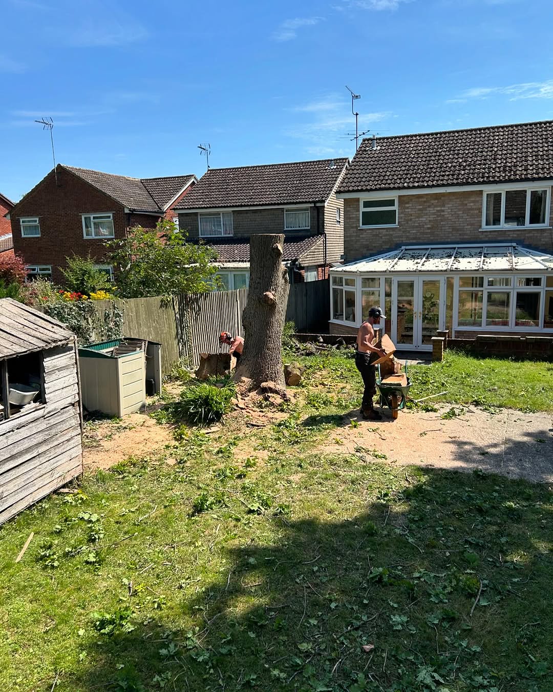 Ash Dieback (Chalara) Management specialists in Steyning