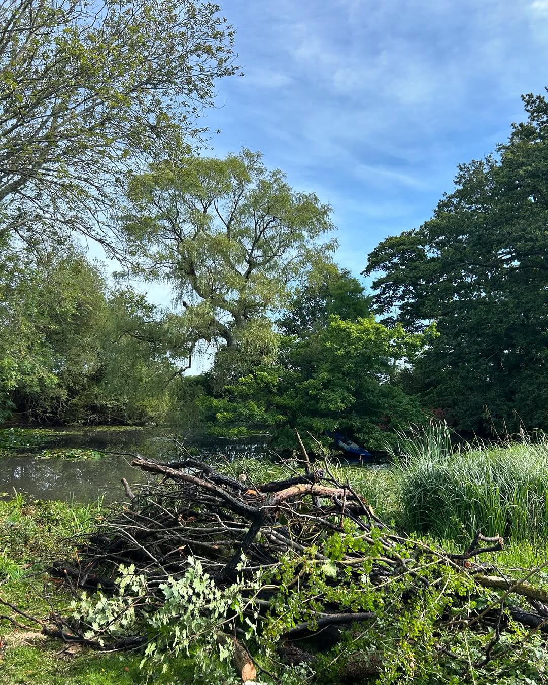 Storm damage tree clearance in Crawley