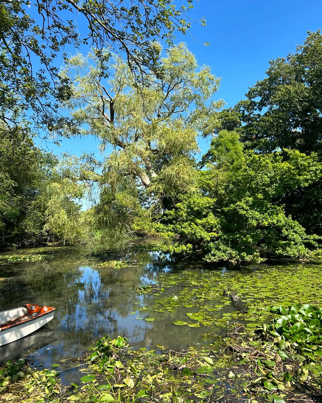 Expert Tree Pollarding specialists in Brighton