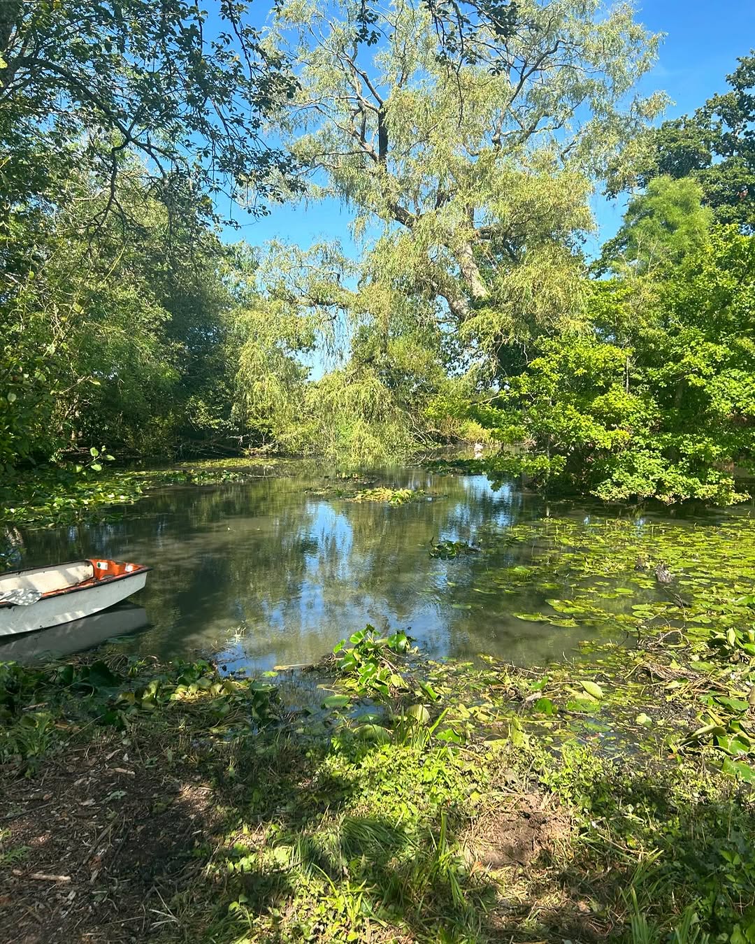 Storm damage tree clearance in Horsham