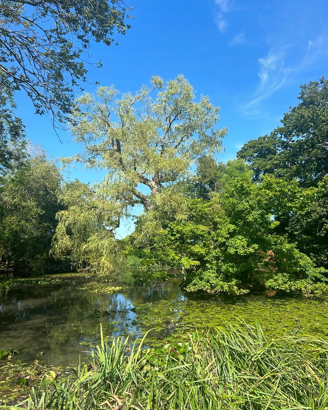 Mechanical Stump Grinding & Eradication specialists in Redhill