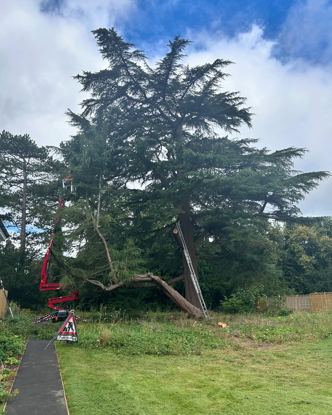 Arborist working safely in Oxted