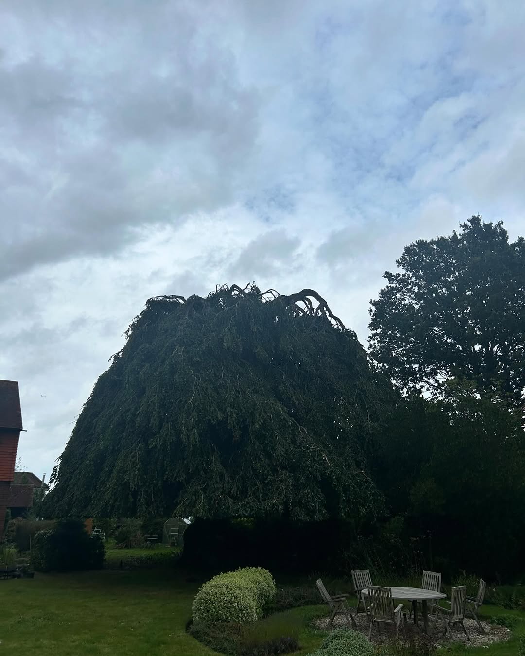 Mechanical Stump Grinding & Eradication specialists in East Grinstead