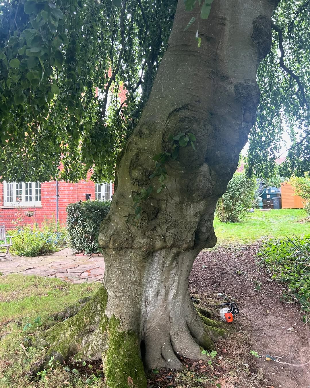 Expert Tree Pollarding specialists in Burgess Hill