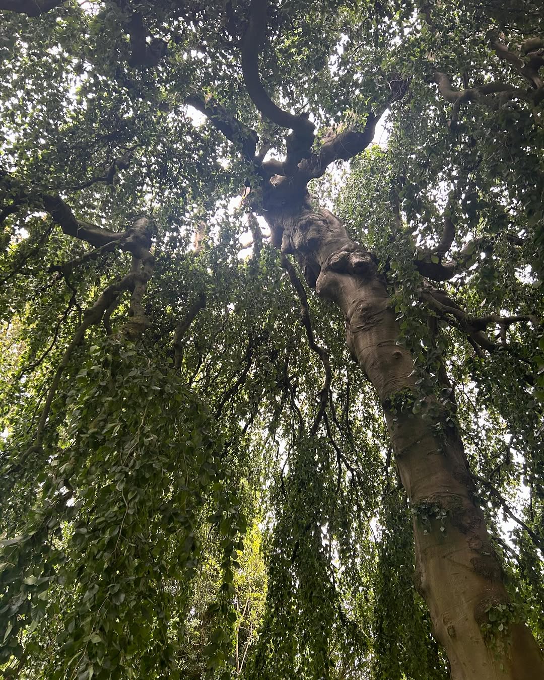 Expert Tree Pollarding specialists in Lingfield