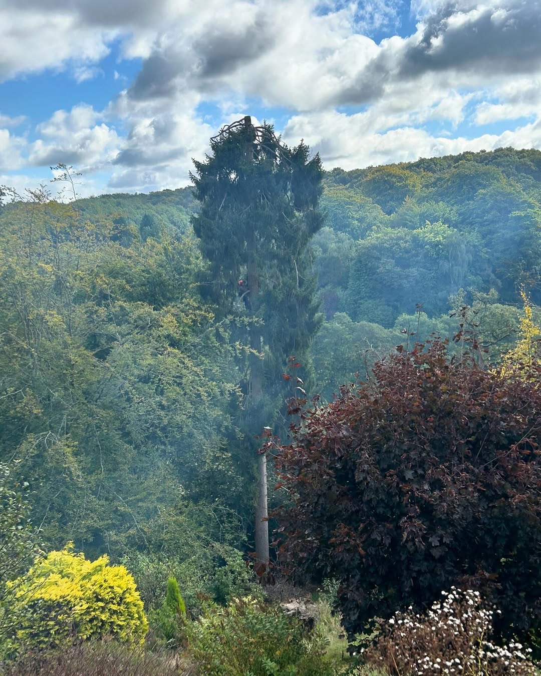 Specialist Deadwood Removal specialists in Burgess Hill