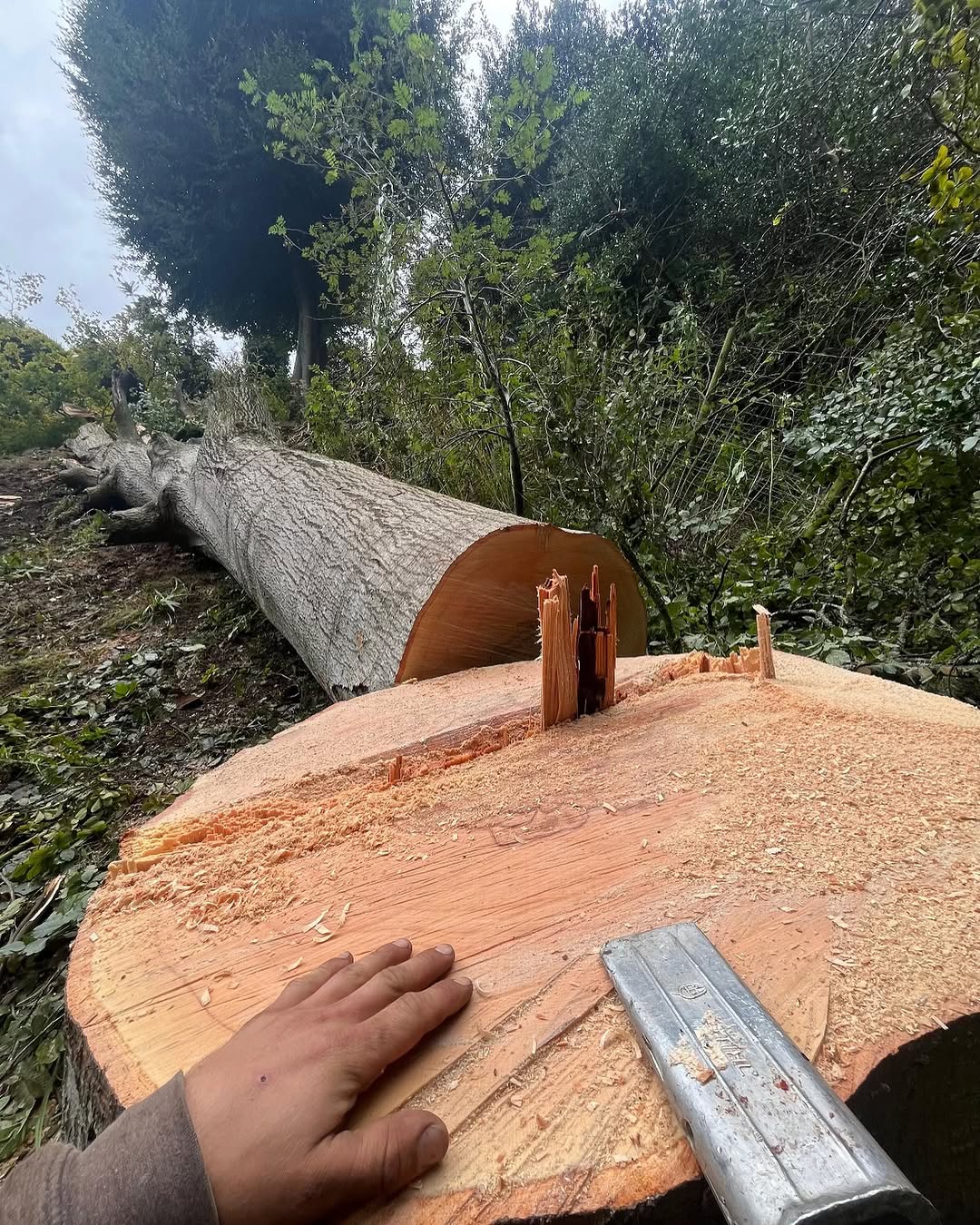 Crown Reshaping & Elite Pruning specialists in Redhill