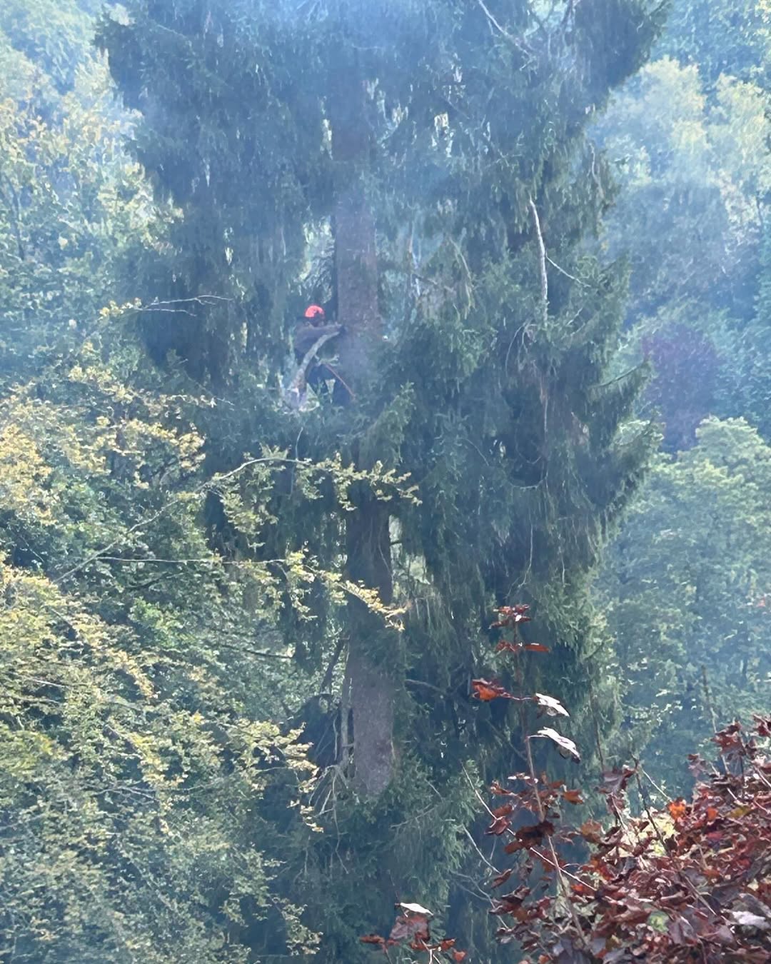 Crown Reshaping & Elite Pruning specialists in Forest Row