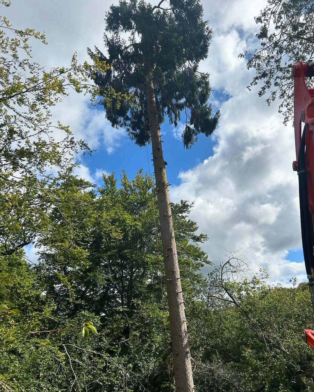 Expert Tree Pollarding specialists in Nutfield