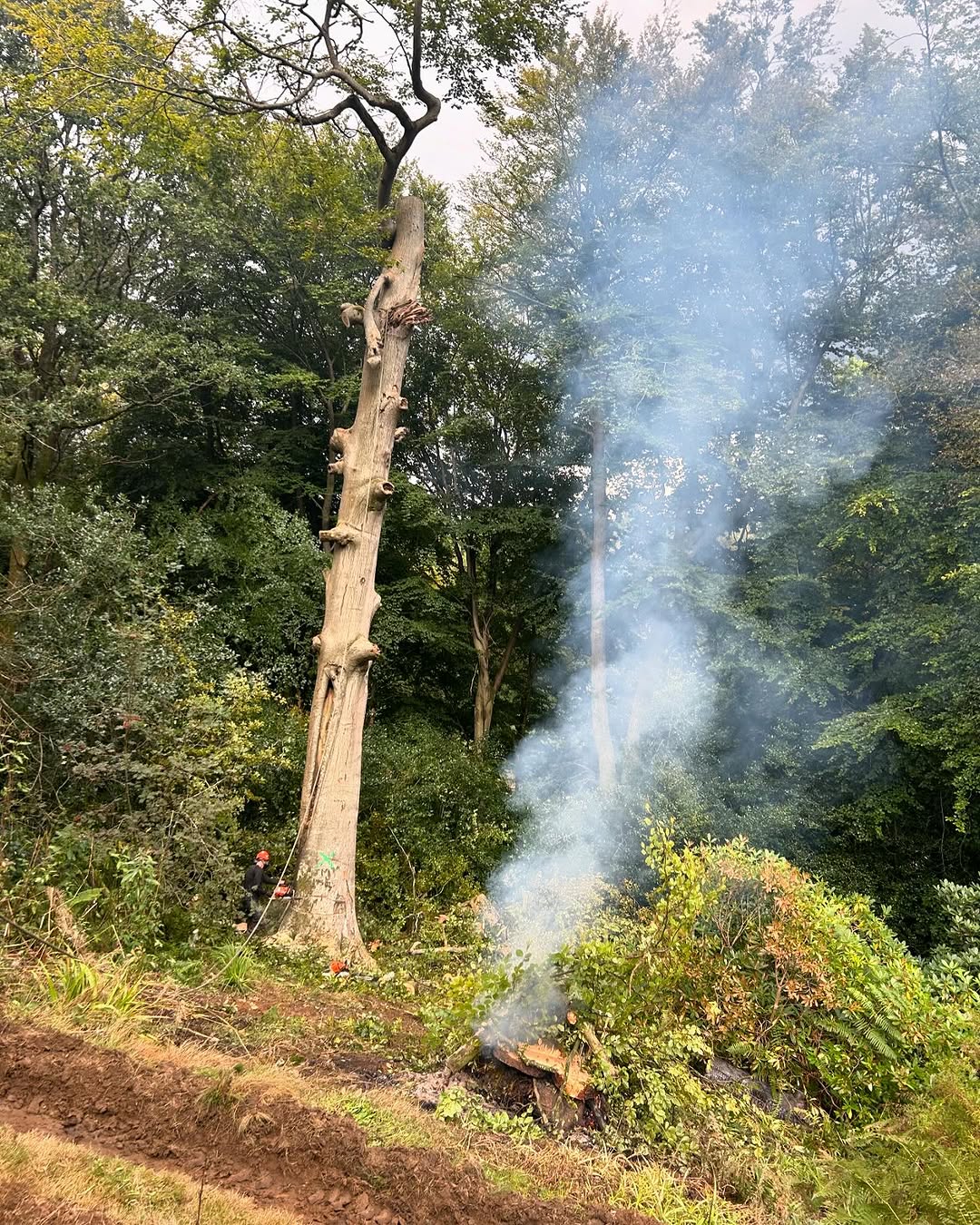 Commercial Site & Land Clearance specialists in Nutfield