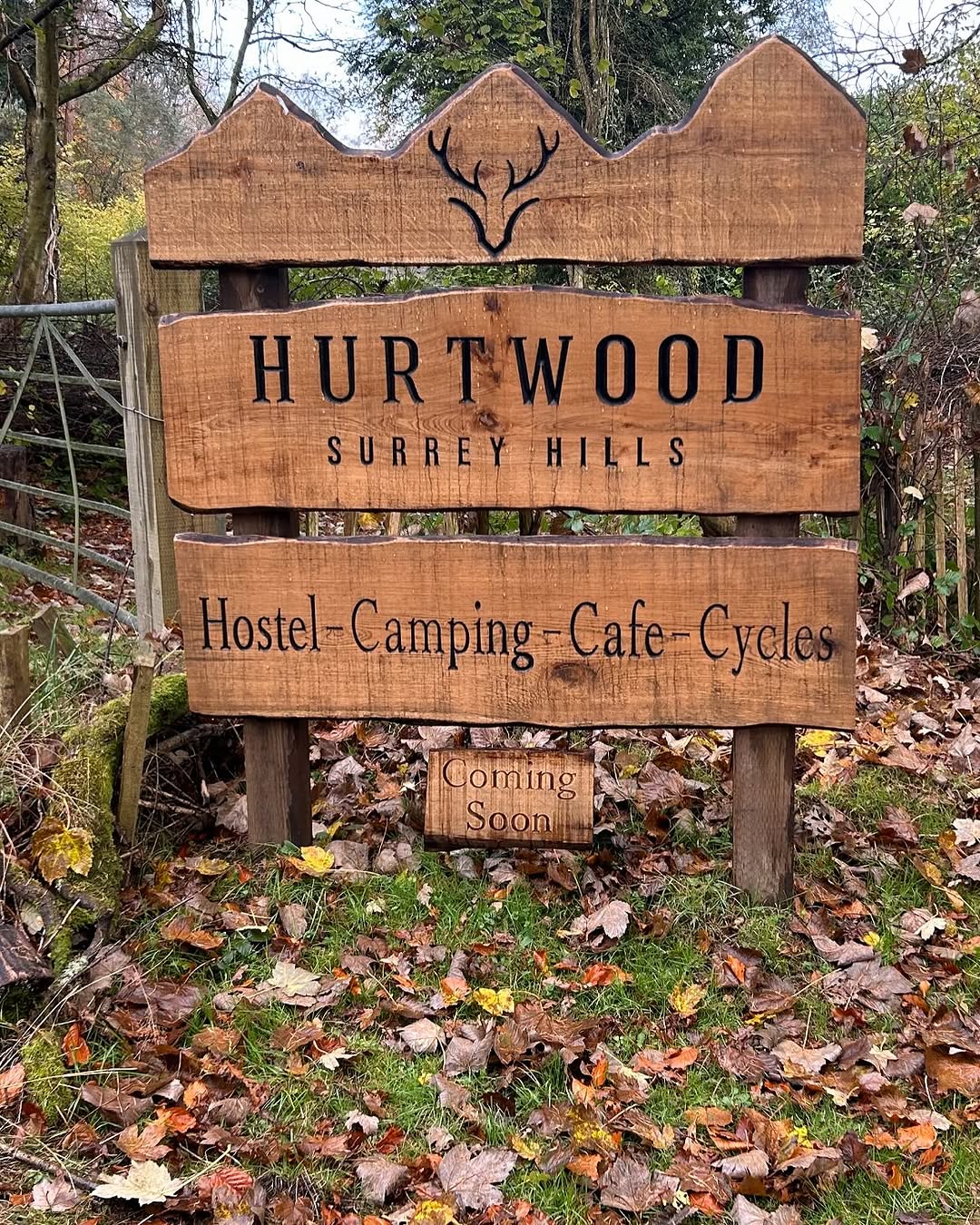 Mechanical Stump Grinding & Eradication specialists in Lingfield