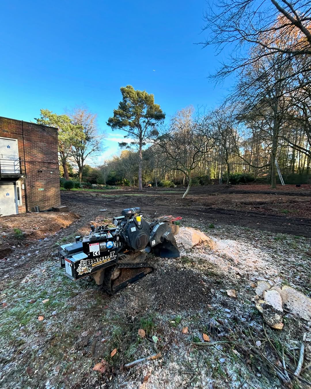 Expert Tree Pollarding specialists in Steyning