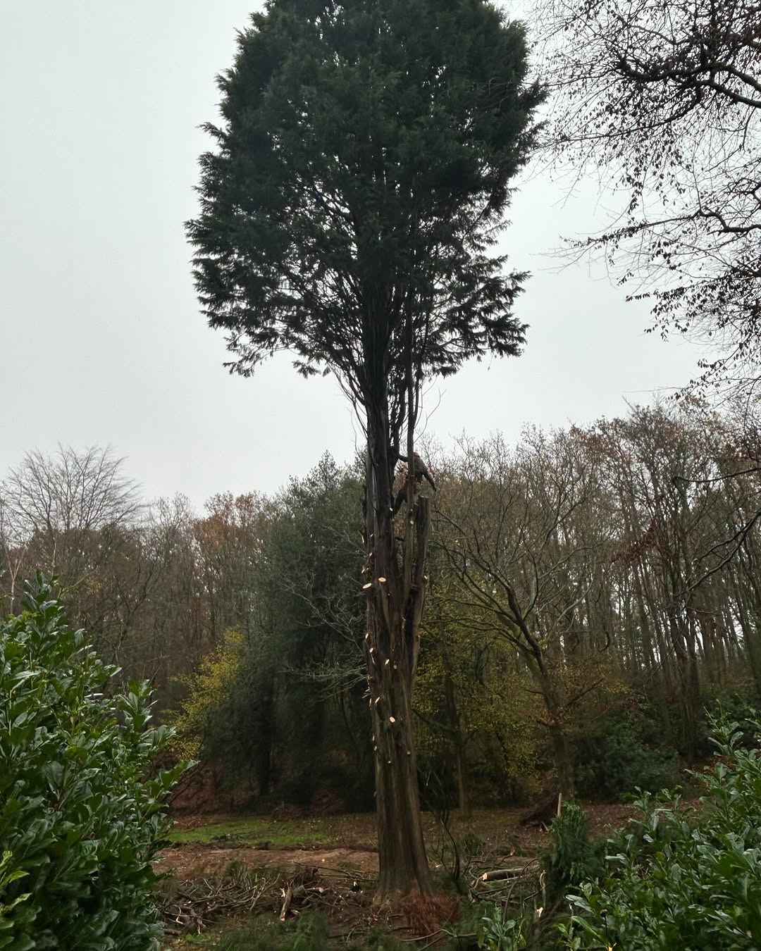 Ash Dieback (Chalara) Management specialists in Petworth