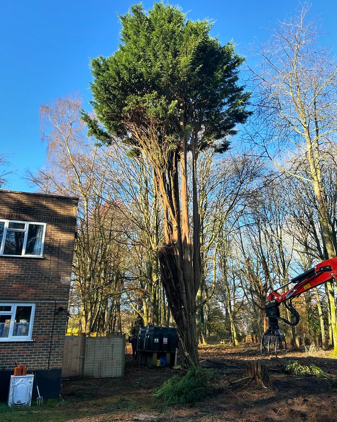 Crown Reshaping & Elite Pruning specialists in Epsom