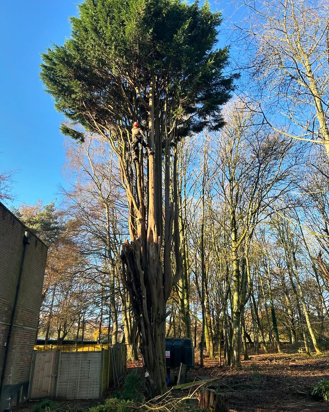 Specialist Deadwood Removal specialists in Redhill