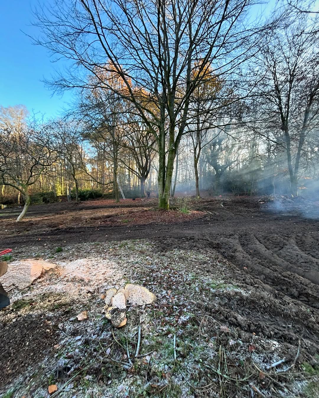 Specialist Deadwood Removal specialists in Epsom