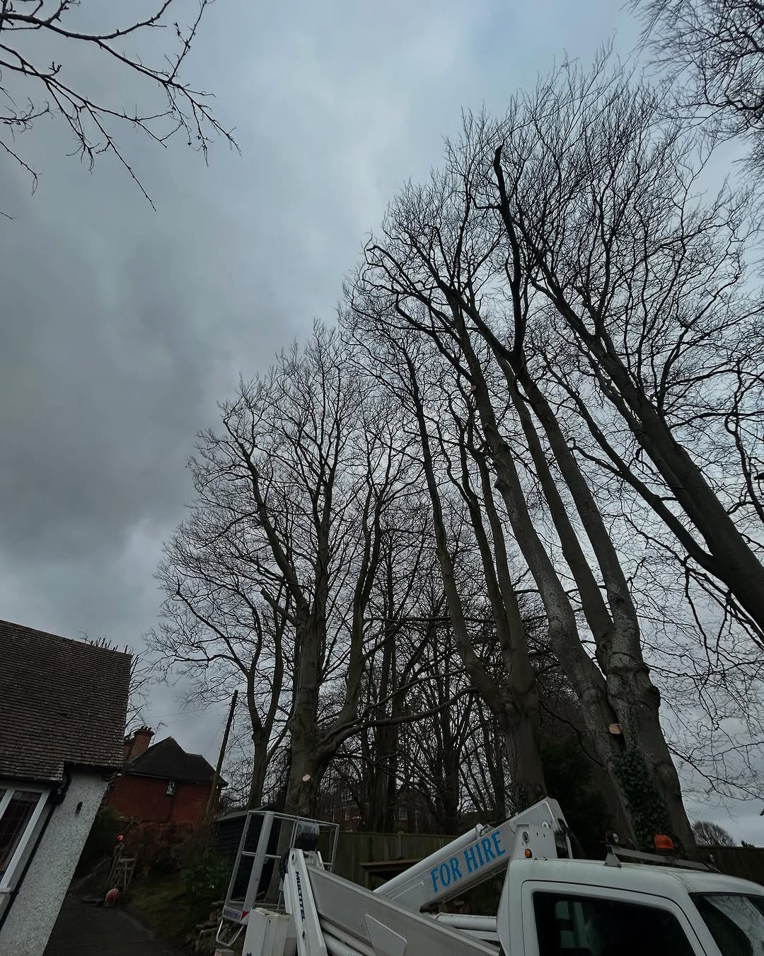 Specialist Deadwood Removal specialists in Nutfield