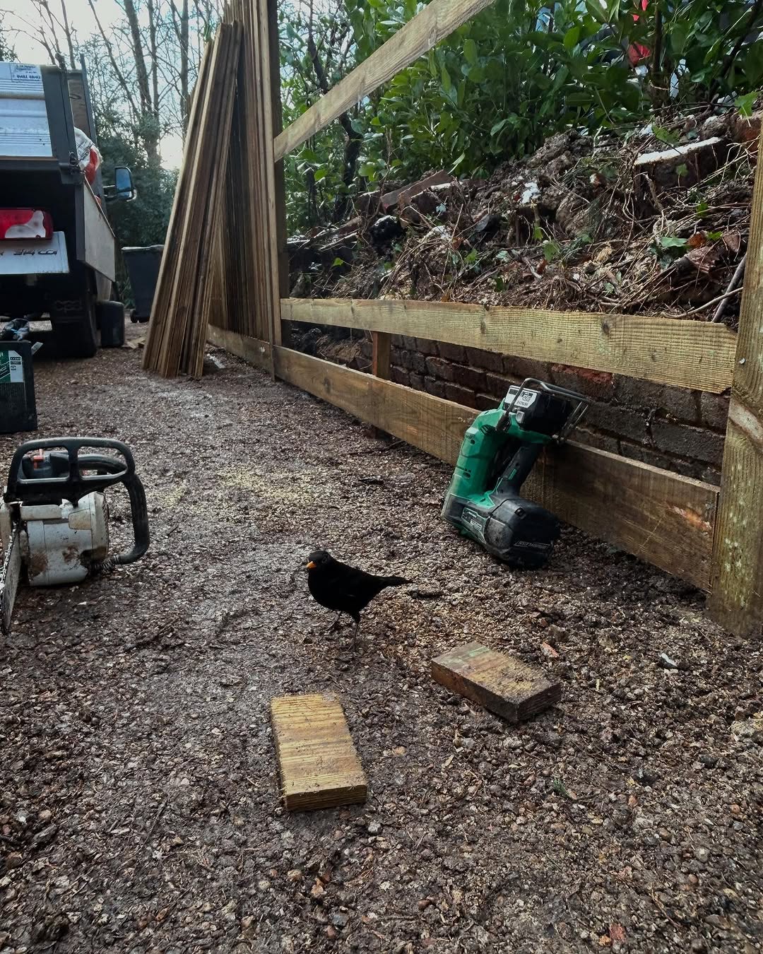 Oak Tree Conservation & TPO Support specialists in Lingfield