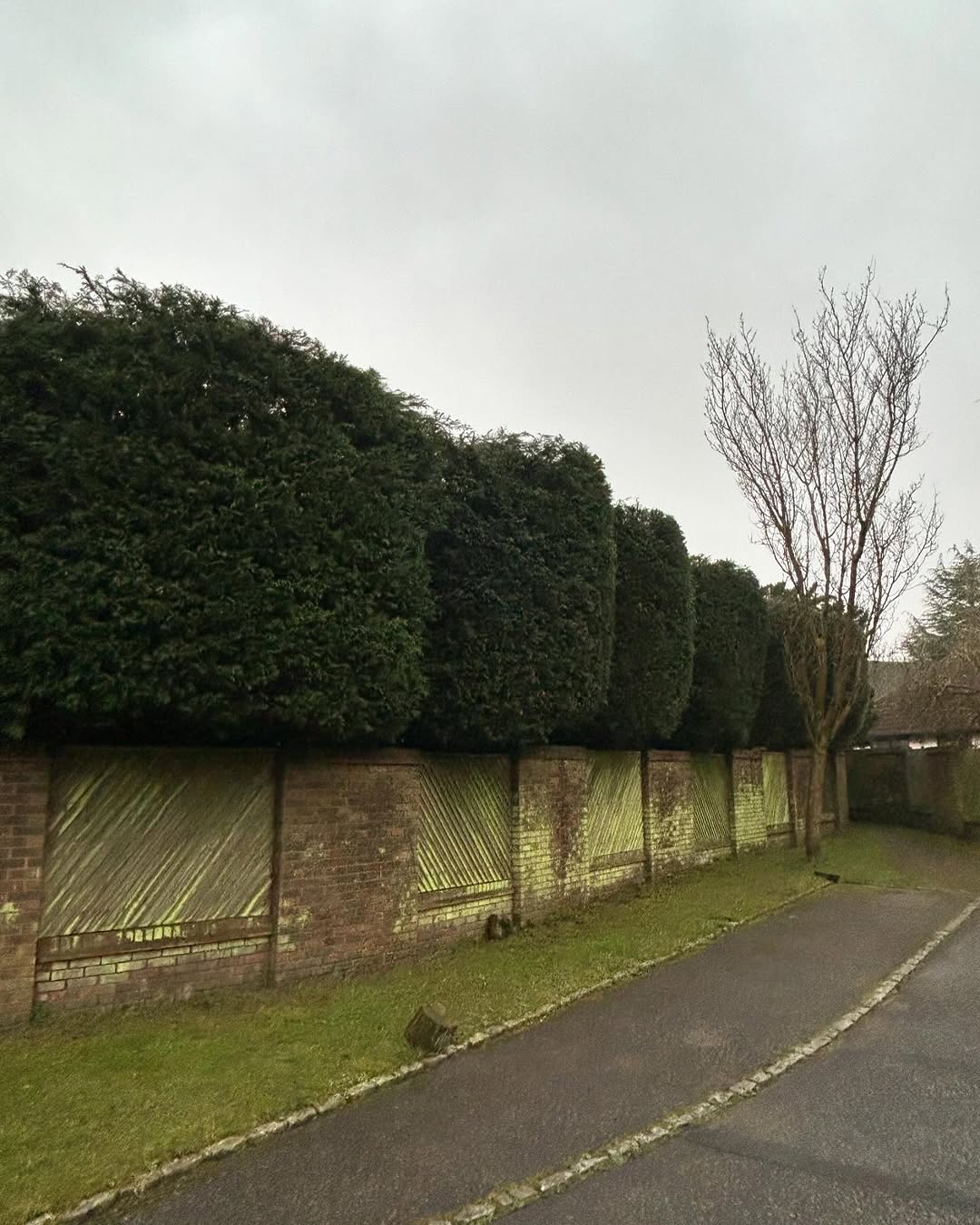 Oak Tree Conservation & TPO Support specialists in Petworth