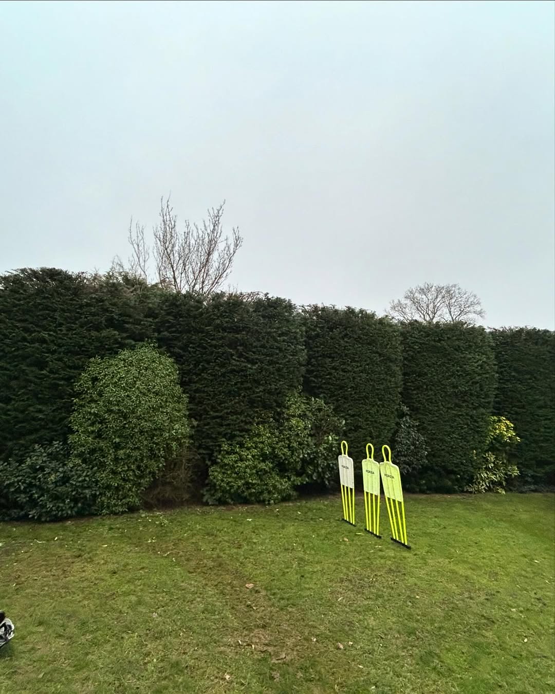 Ash Dieback (Chalara) Management specialists in Burgess Hill