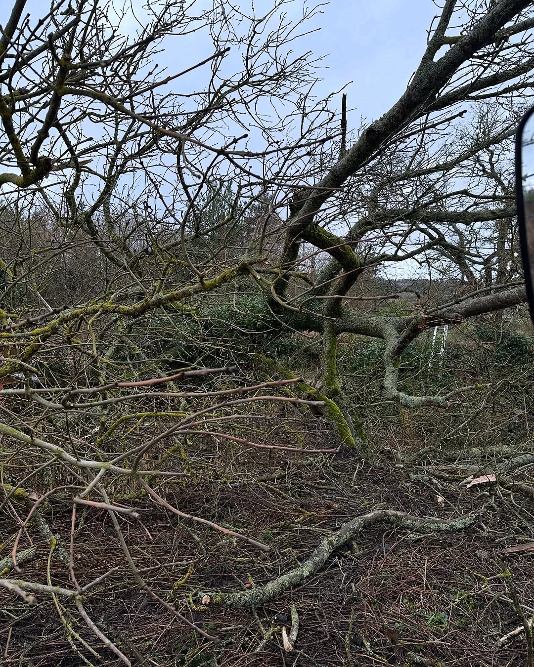 Storm damage tree clearance in Nutfield
