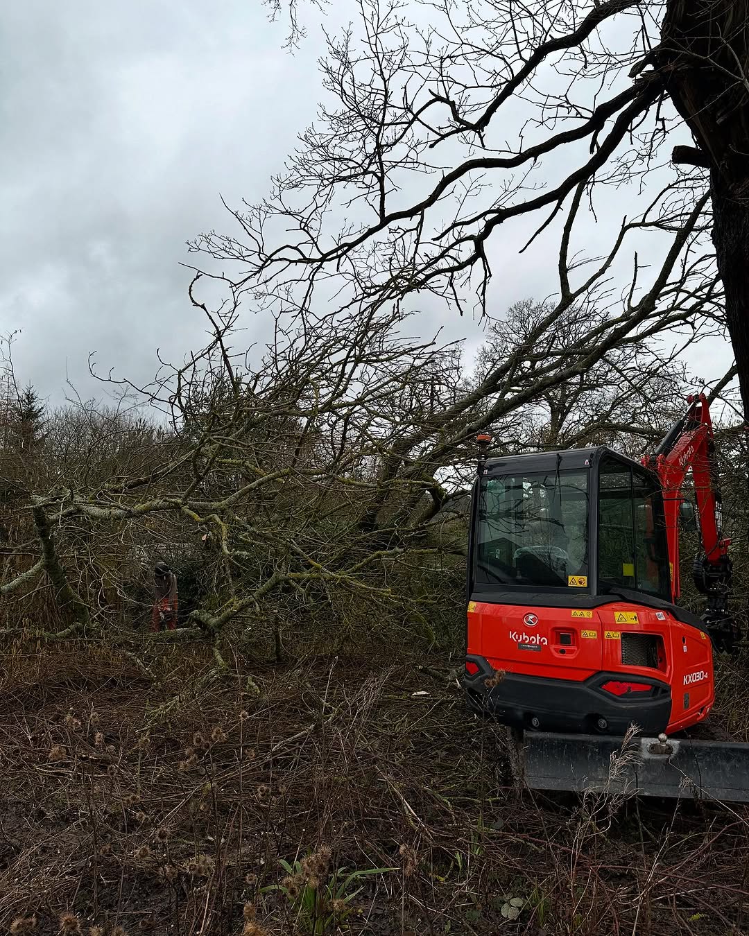 Specialist Deadwood Removal specialists in Oxted