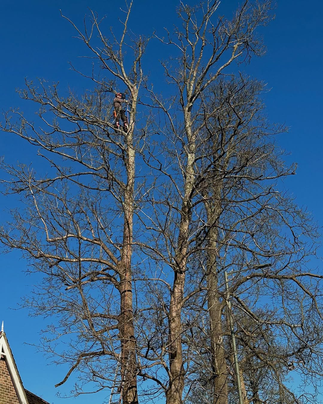 Ash Dieback (Chalara) Management specialists in Forest Row