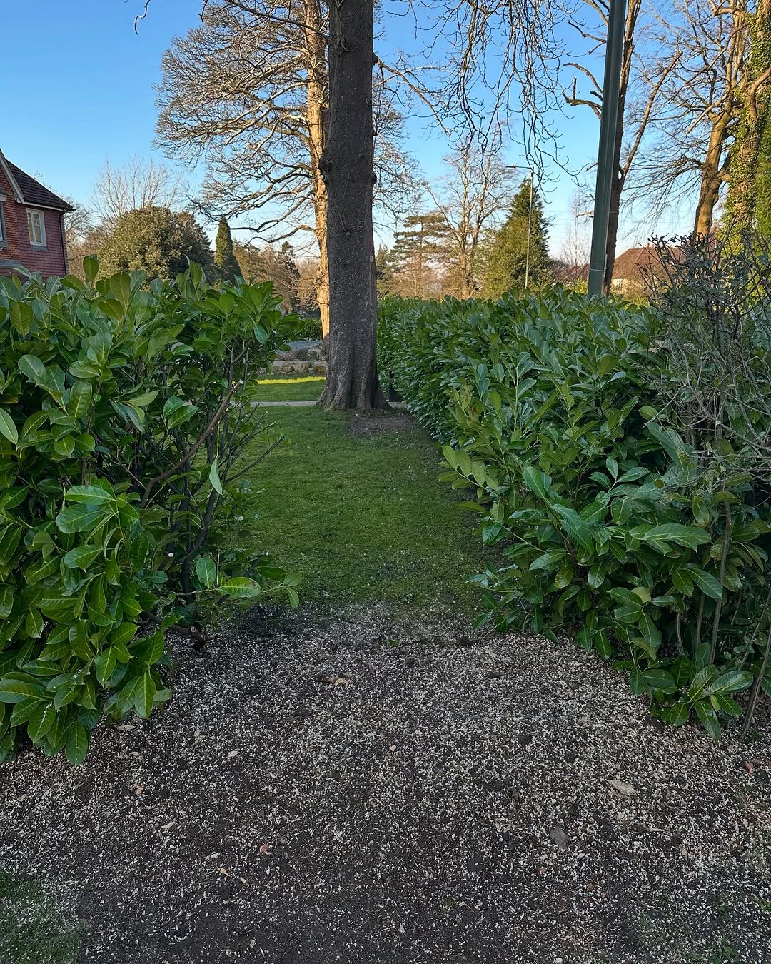 Arborist working safely in Guildford