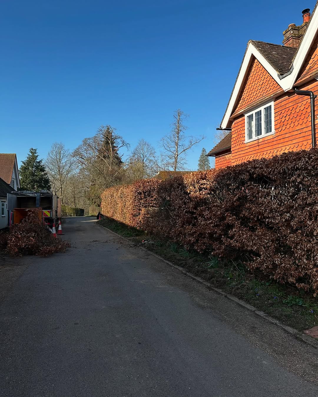 Mechanical Stump Grinding & Eradication specialists in Burgess Hill