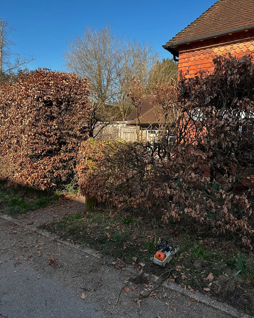 Hedge Trimming & Screening Restoration specialists in Oxted