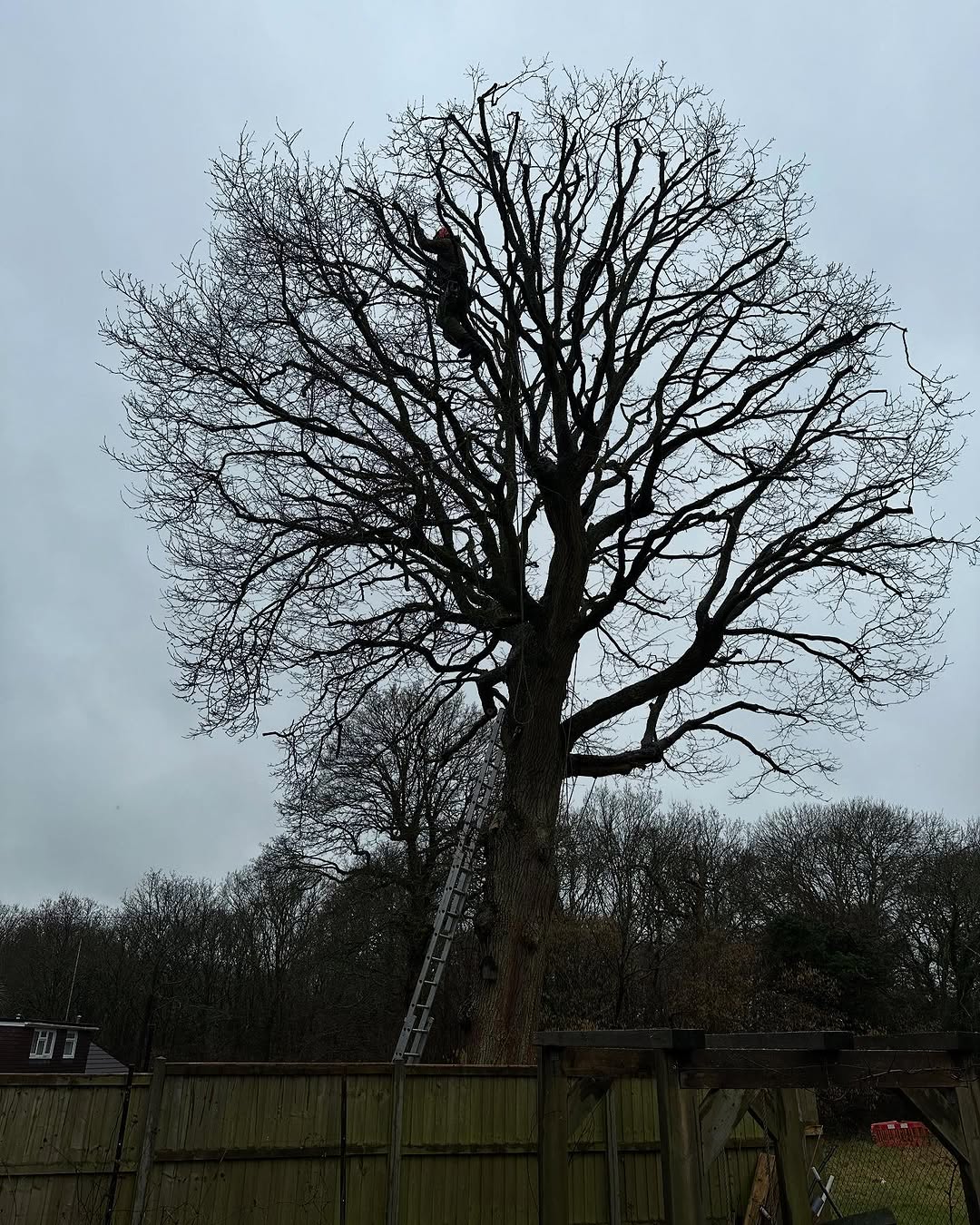 Oak Tree Conservation & TPO Support specialists in Nutfield