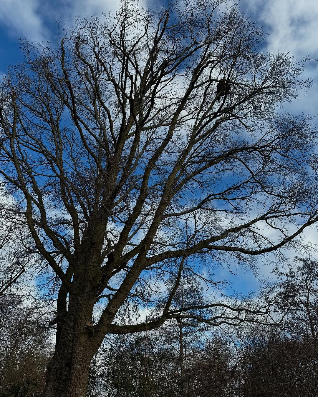 Mechanical Stump Grinding & Eradication specialists in Steyning