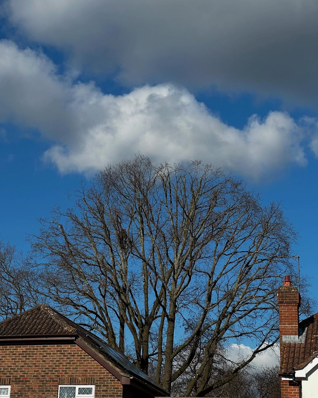 Oak Tree Conservation & TPO Support specialists in Burgess Hill