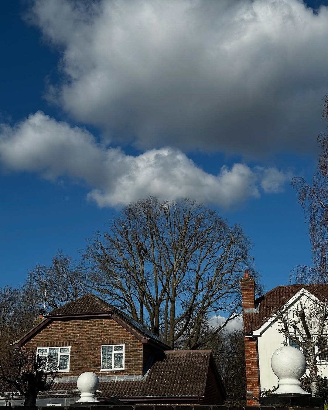Estate Woodland Renovation specialists in Oxted