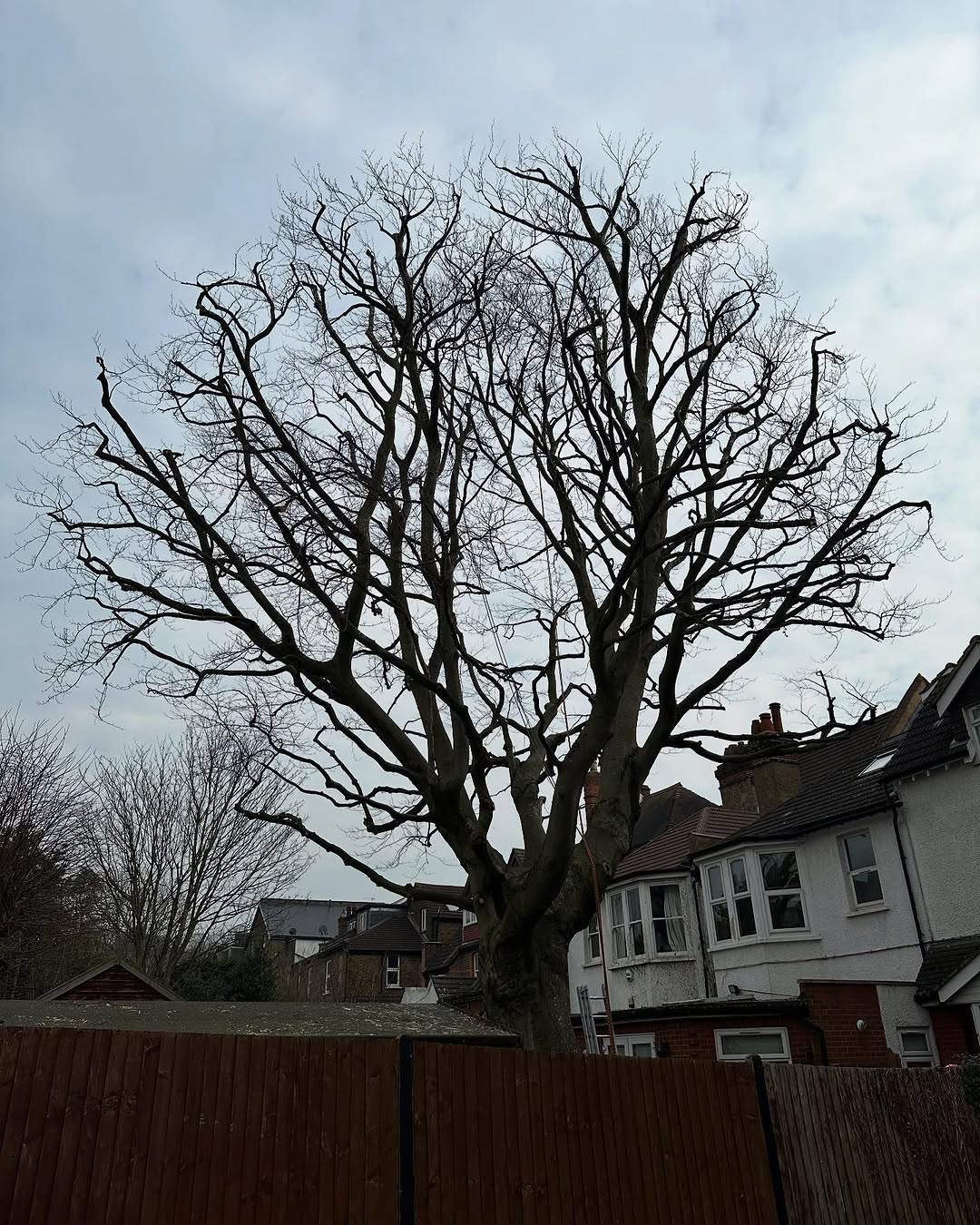 Crown Reshaping & Elite Pruning specialists in Steyning