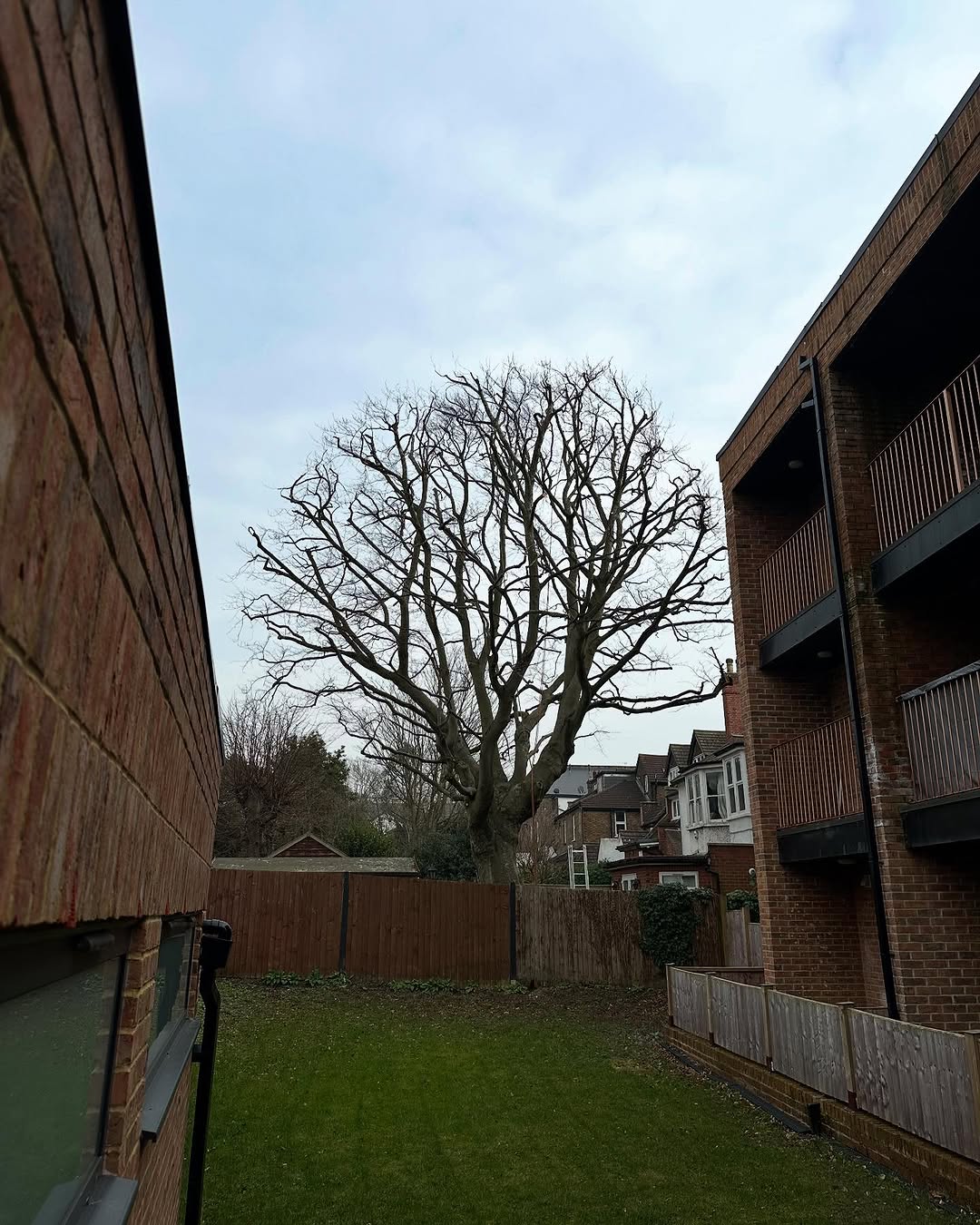 Oak Tree Conservation & TPO Support specialists in Steyning