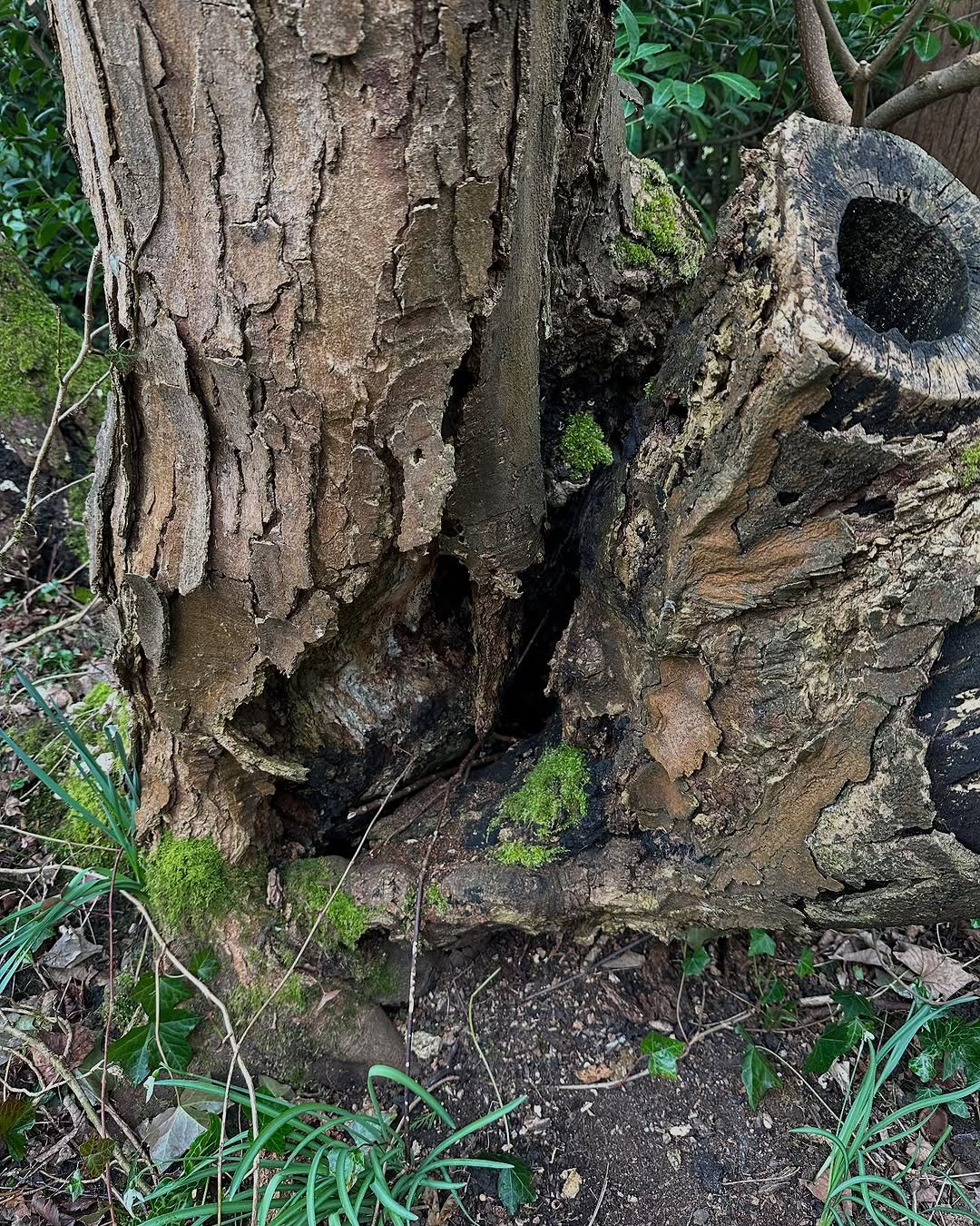 Storm damage tree clearance in Guildford