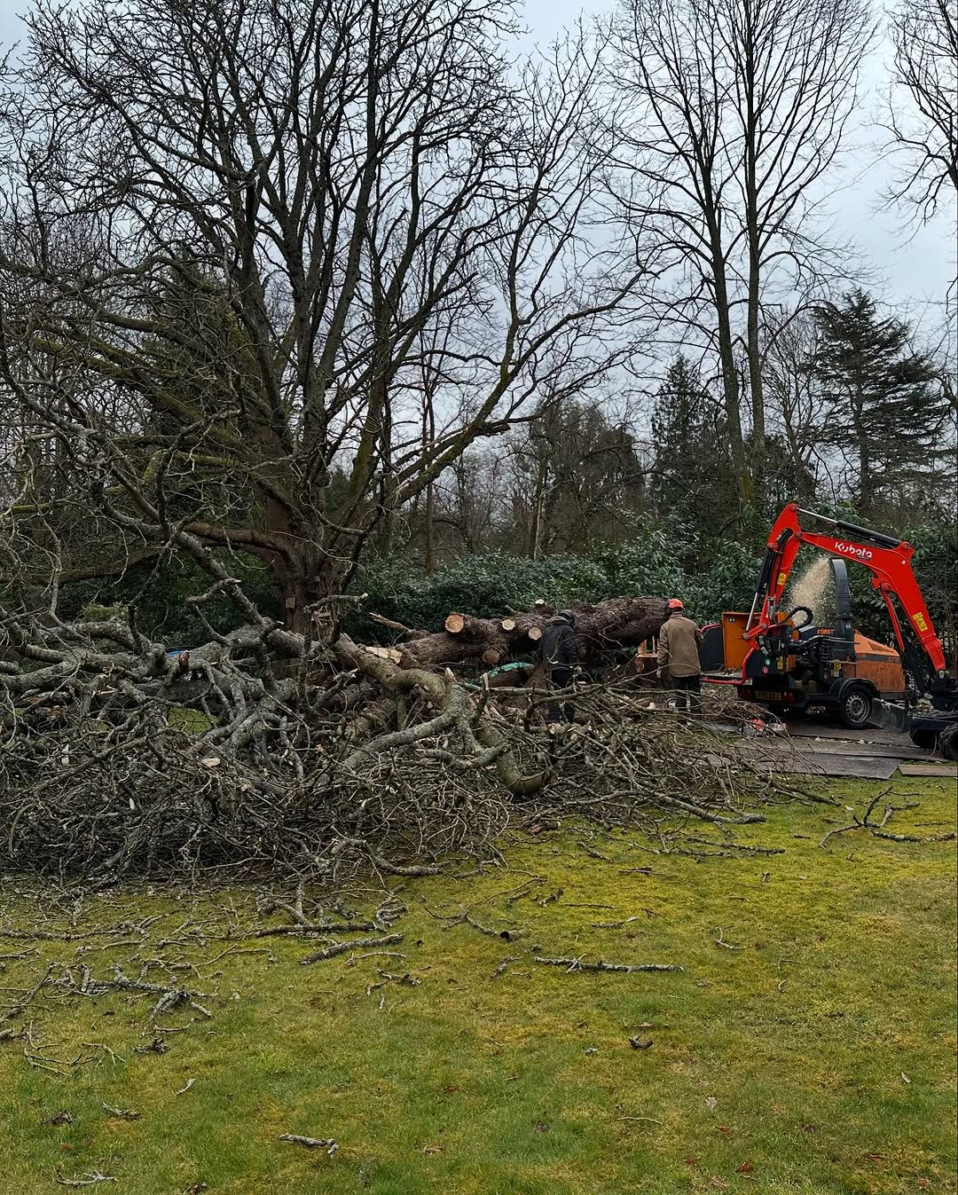 Arborist working safely in Lingfield