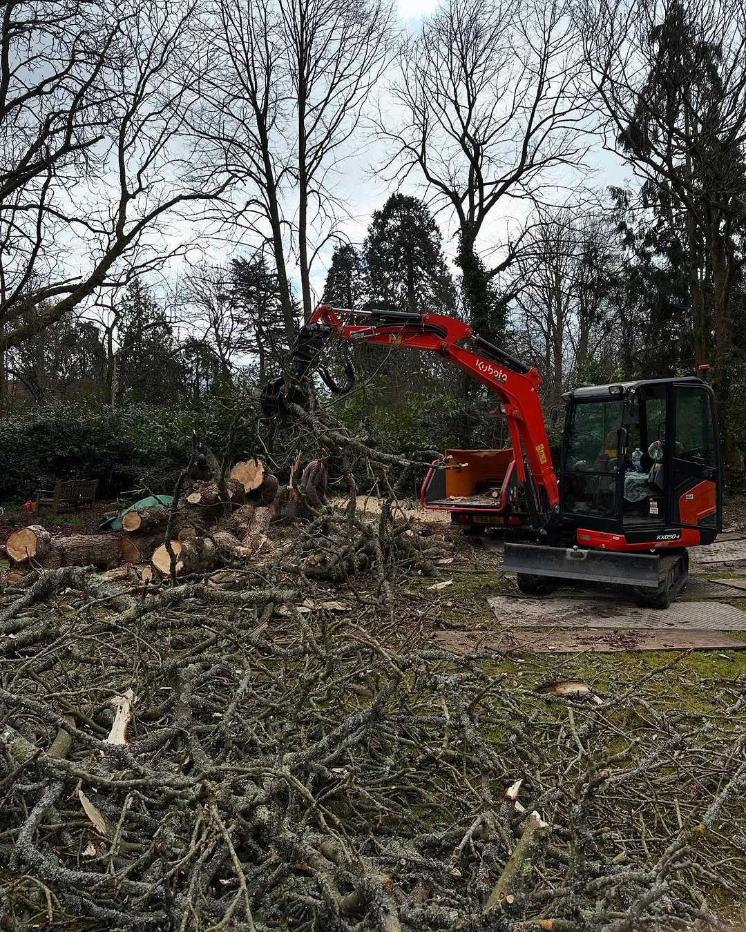 Ash Dieback (Chalara) Management specialists in Epsom