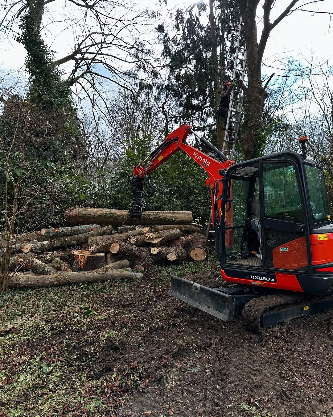 Expert Tree Pollarding specialists in Forest Row
