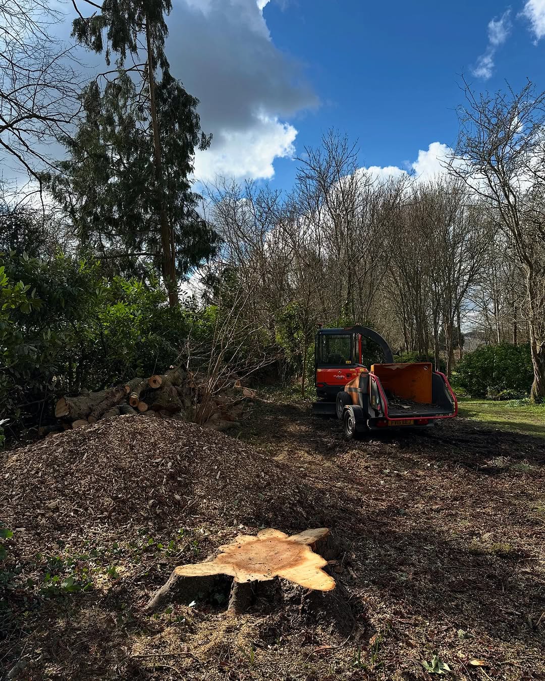 Precision Tree Felling & Dismantling specialists in Steyning