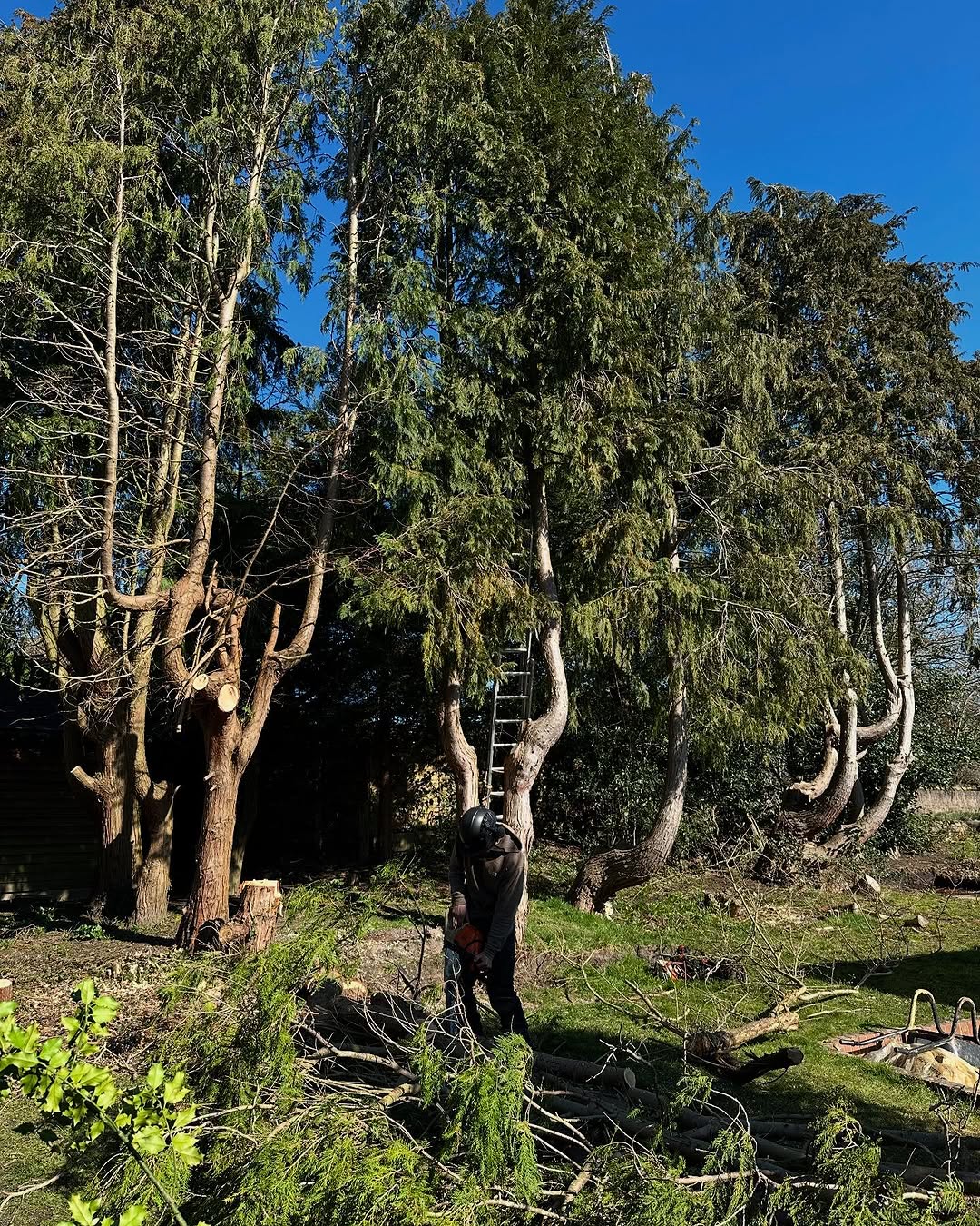 Estate Woodland Renovation specialists in Redhill