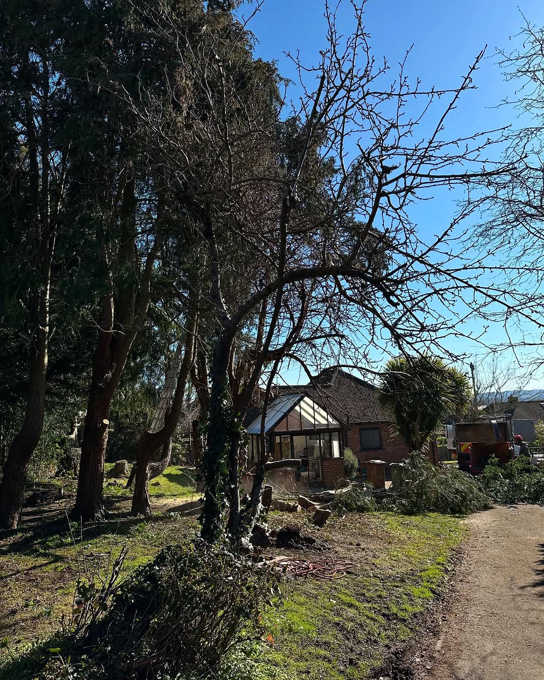 Hedge Trimming & Screening Restoration specialists in Forest Row